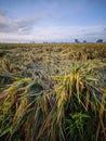 colapsed rice plants in rice field