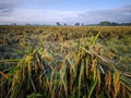 colapsed rice plants in rice field