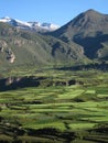 Colca Canyon Royalty Free Stock Photo