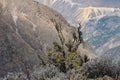 Colca Canyon in Peru. Royalty Free Stock Photo