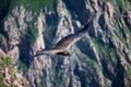 Majestic Condor flying over the colca Canyon in chivay, Peru looking for dead prey