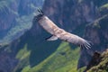 Backview of Condor flying over the colca Canyon in chivay, Peru looking for dead prey