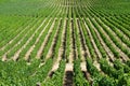 Colchagua Valley