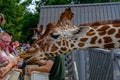 Giriaffe closeup at feeding time at the zoo