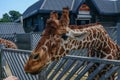 Giraffe head and neck closeup stretching across railings