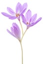 Colchicum Royalty Free Stock Photo