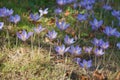 Colchicum autumnale Royalty Free Stock Photo