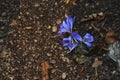 Colchicum autumnale. Autumn Crocus or autumn saffron in the forest Royalty Free Stock Photo