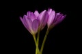 Colchicum autumnale. Autumn crocuses. Violet flowers of plant family colchicaceae on dark background