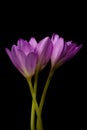 Colchicum autumnale. Autumn crocuses. Violet flowers of plant family colchicaceae on dark background