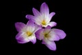 Colchicum autumnale. Autumn crocuses. Violet flowers of plant family colchicaceae on dark background