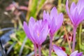 Colchicum autumnale Royalty Free Stock Photo