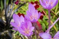 Colchicum autumnale Royalty Free Stock Photo