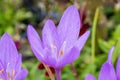 Colchicum autumnale