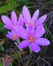 Colchicum autumnale, commonly known as autumn crocus, meadow saffron or naked ladies