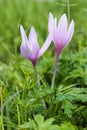 Colchicum autumnale false crocus flower in Cortina D`Ampezzo,