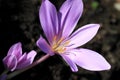 Colchicum autumnale, toxic plants and flowers Royalty Free Stock Photo