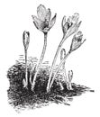 Colchicum Autumnale vintage illustration