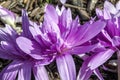 Colchicum autumnale `Waterlily` Royalty Free Stock Photo