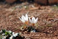 Colchicum flowers blooming in autumn in Gush Etzion, Israel