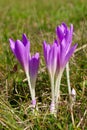 Colchicum flowers of the field Royalty Free Stock Photo