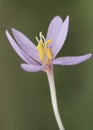 Colchicum lusitanum autumn crocus meadow saffron or naked lady is a beautiful toxic pink purple autumnal flower despite its beauty Royalty Free Stock Photo