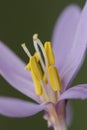 Colchicum lusitanum autumn crocus meadow saffron or naked lady is a beautiful toxic pink purple autumnal flower despite its beauty Royalty Free Stock Photo