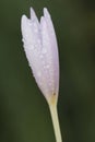 Colchicum lusitanum autumn crocus meadow saffron or naked lady is a beautiful toxic pink purple autumnal flower despite its beauty Royalty Free Stock Photo