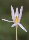 Colchicum lusitanum autumn crocus meadow saffron or naked lady is a beautiful toxic pink purple autumnal flower despite its beauty Royalty Free Stock Photo