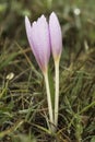 Colchicum lusitanum autumn crocus meadow saffron or naked lady is a beautiful toxic pink purple autumnal flower despite its beauty Royalty Free Stock Photo