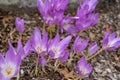 Colchicum Speciosum - Atrorubens Royalty Free Stock Photo