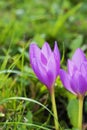 Autumn crocus - Colchicum speciosum - botanical family Colchicaceae - in garden. Royalty Free Stock Photo