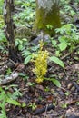 Colchis boxwood plants in the mountain nature park . Royalty Free Stock Photo