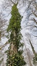 Colchis ivy. Tree-like evergreen liana