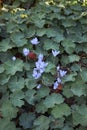 Colchium autunnale and alchemilla mollis flowerbed