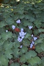 Colchium autunnale and alchemilla mollis flowerbed