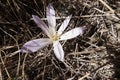 Colchium autunnale in bloom