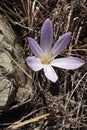 Colchium autunnale in bloom