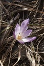 Colchium autunnale in bloom