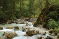 Creek in wild dence forest Royalty Free Stock Photo
