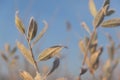 Cold autumn. Frosty grass. Foliage in hoarfrost. Frosty leaves.