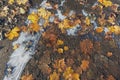 On a cold autumn morning, maple leaves freeze with ice