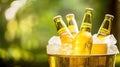 Cold beer bottles in ice bucket, outdoor picnic Royalty Free Stock Photo