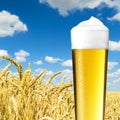 Cold beer (pils) with dew on a cornfield Royalty Free Stock Photo