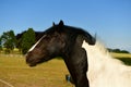 Cold-blooded horse, black and white marks Royalty Free Stock Photo