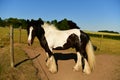 Cold-blooded horse, black and white marks Royalty Free Stock Photo