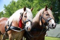 Cold-blooded horses in front of the horse carriage Royalty Free Stock Photo