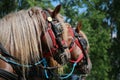 Cold-blooded horses in front of the horse carriage Royalty Free Stock Photo