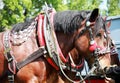 Cold-blooded horses in front of the horse carriage rural scene Royalty Free Stock Photo