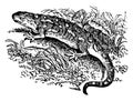 Cold Blooded Salamander, vintage illustration